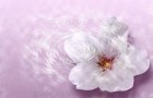 よもぎ蒸しの効果をより発揮できる時間帯とは